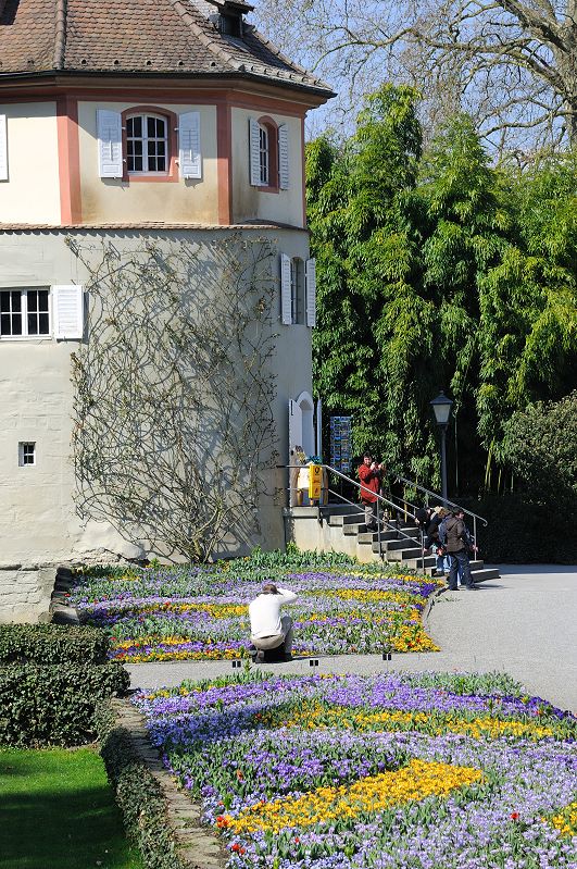 Frühling auf Mainau