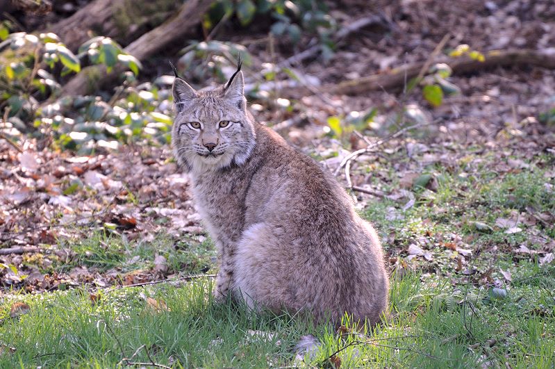 Luchs