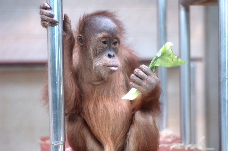 Junger Orang-Utan