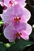 Orchideen