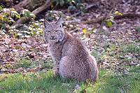 Luchs